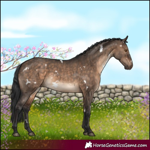 Horse Color:White Spotted Brown Dun Rabicano 