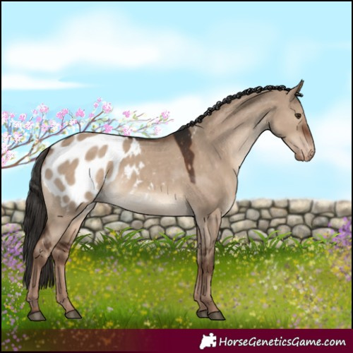 Horse Color:White Spotted Liver Red Dun Blanket Rabicano