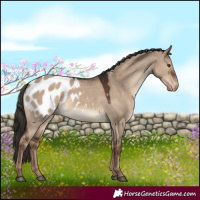 Horse Color:White Spotted Liver Red Dun Blanket Rabicano 