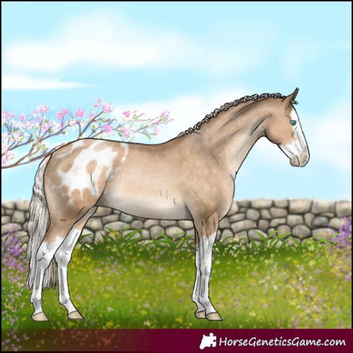 Horse Color:White Spotted Chocolate Palomino Pearl Splash Appaloosa Rabicano