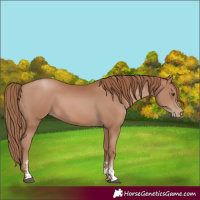 Horse Color:Black Pearl Sabino