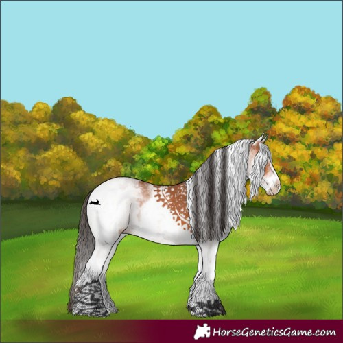 Horse Color:White Spotted Bay