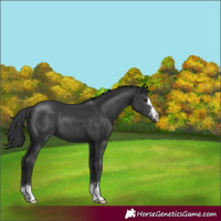 Horse Color:Black 