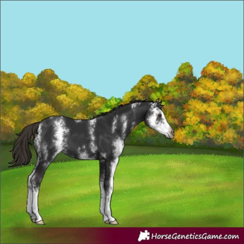 Horse Color:Unknown 