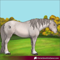 Horse Color:Platinum Liver Chestnut Pearl Appaloosa 