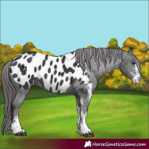 Horse Color:White Spotted Black Blanket 