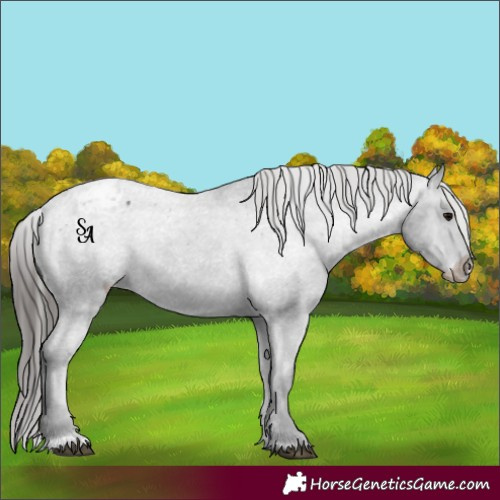 Horse Color:Platinum Black Appaloosa 