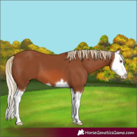 Horse Color:Chestnut Splash 