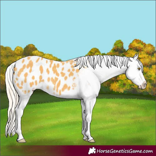Horse Color:Palomino Appaloosa 