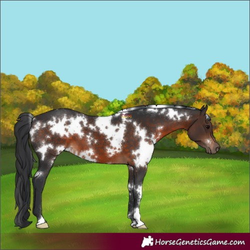 Horse Color:White Spotted Brown