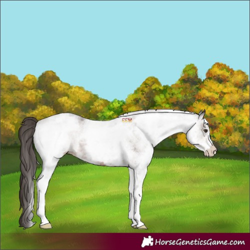 Horse Color:White Spotted Liver Chestnut