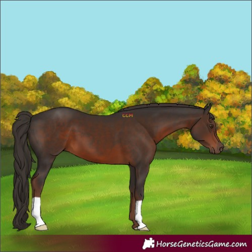 Horse Color:Liver Chestnut