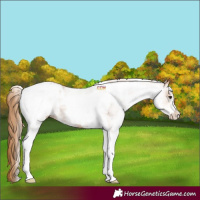 Horse Color:White Spotted Chestnut Tobiano Appaloosa 
