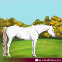 Horse Color:White Spotted Chestnut Tobiano Appaloosa 