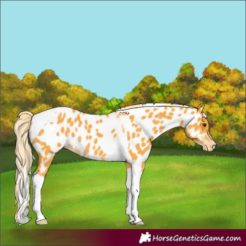 Horse Color:Palomino Tobiano Appaloosa 