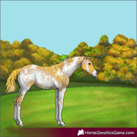 Horse Color:Watercolor White Spotted Liver Red Onyx Rabicano 
