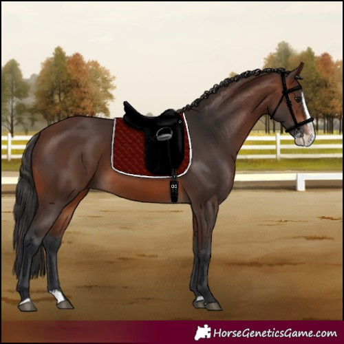 Horse Color:Brown Splash 