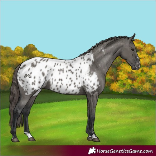 Horse Color:Grullo Blanket