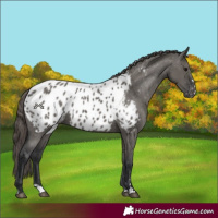 Horse Color:Grullo Appaloosa 