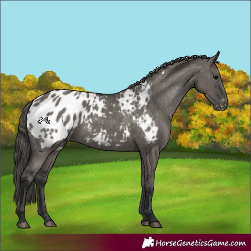 Horse Color:Grullo Appaloosa 