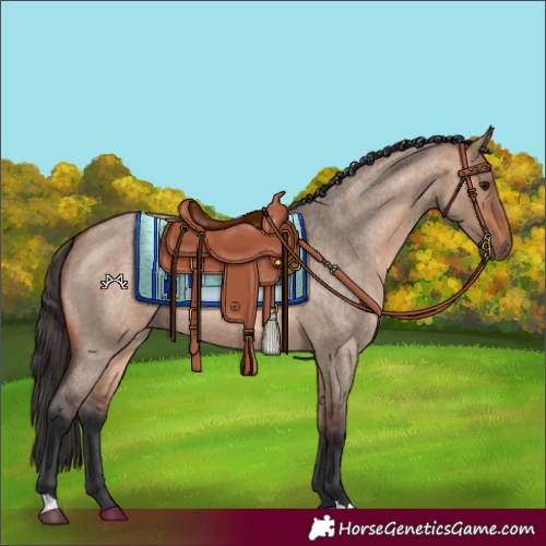 Horse Color:Bay Roan Dun 