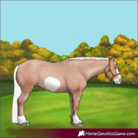 Horse Color:Silver Amber Champagne Frame Varnish Rabicano 