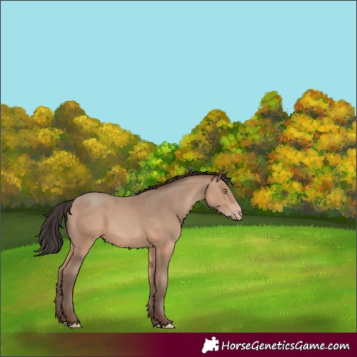 Horse Color:Sable Champagne 