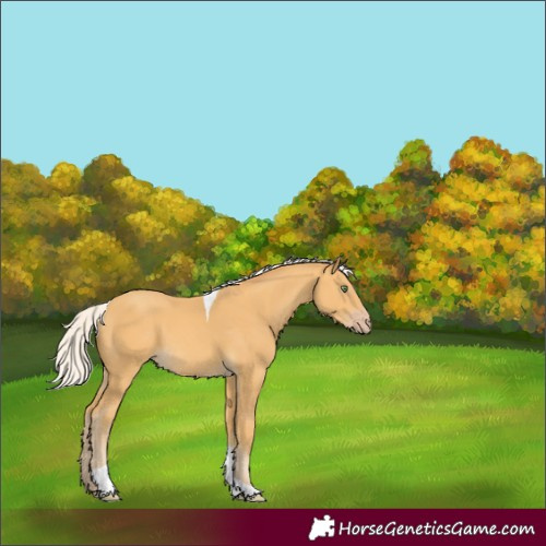 Horse Color:Silver Amber Cream Champagne Tobiano