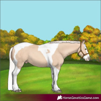 Horse Color:Silver Amber Champagne Dun Splash Tobiano Rabicano