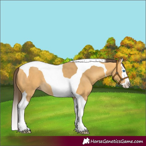 Horse Color:Amber Cream Champagne Splash Tobiano 