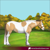 Horse Color:Amber Cream Champagne Splash Tobiano