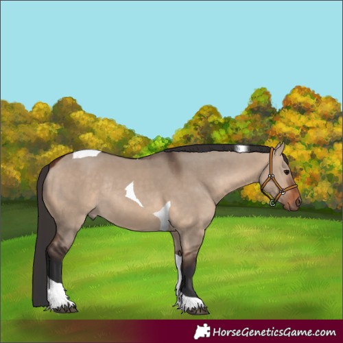 Horse Color:Bay Dun Tobiano Rabicano 