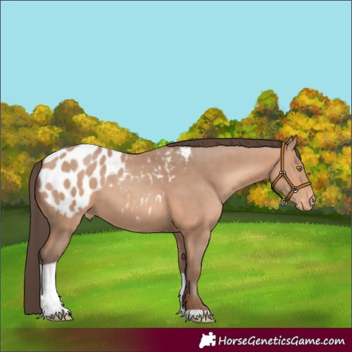 Horse Color:Amber Champagne Tobiano Appaloosa 