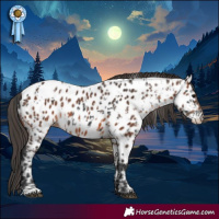 Horse Color:Black Appaloosa  and Brown Appaloosa 