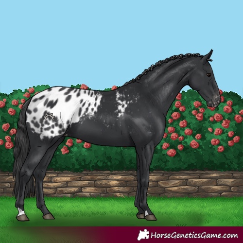 Horse Color:Black Appaloosa 