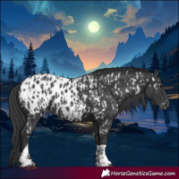 Horse Color:Black Appaloosa  and Black Appaloosa 