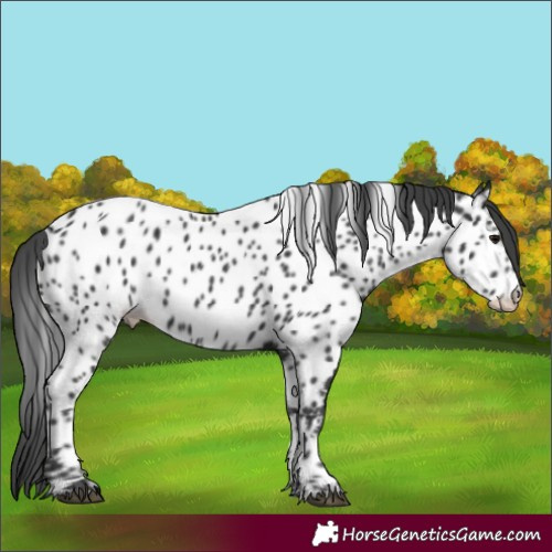 Horse Color:Black Near Leopard 