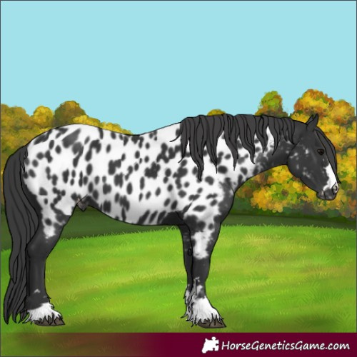 Horse Color:Black Appaloosa 