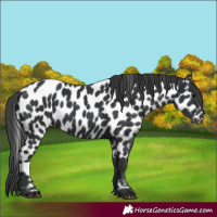 Horse Color:Black Appaloosa 