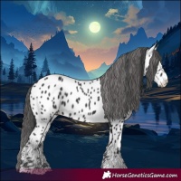 Horse Color:Black Appaloosa 