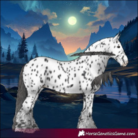 Horse Color:Black Appaloosa 