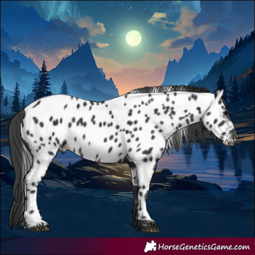 Horse Color:Black Appaloosa 