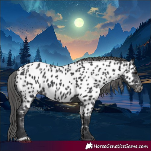 Horse Color:Black Appaloosa