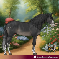 Horse Color:Black  and Black Splash 