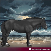 Horse Color:Black Appaloosa  and Black Appaloosa 