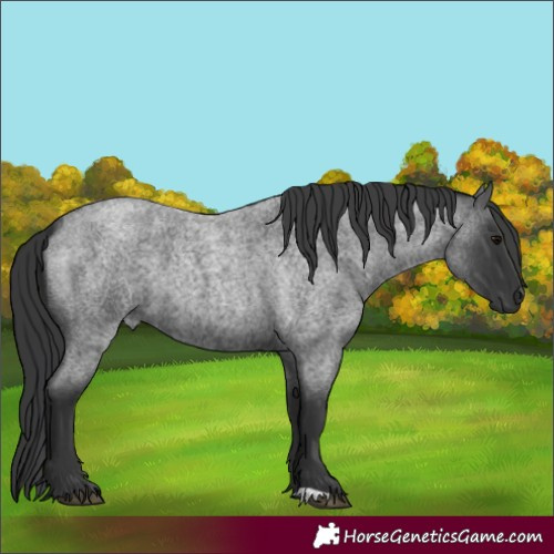Horse Color:Blue Roan 