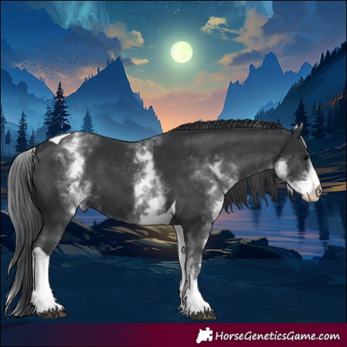 Horse Color:White Spotted Black Tobiano