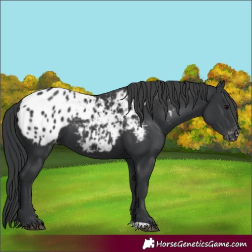Horse Color:Black Appaloosa 
