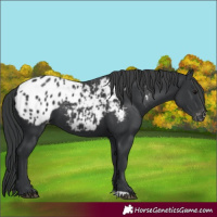 Horse Color:Black Blanket 