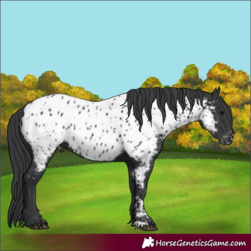 Horse Color:Black Appaloosa 